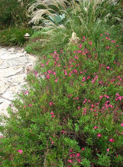 Plant This: Autumn sage is not just for autumn